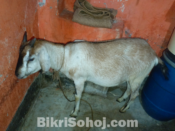 খাসি ছাগল